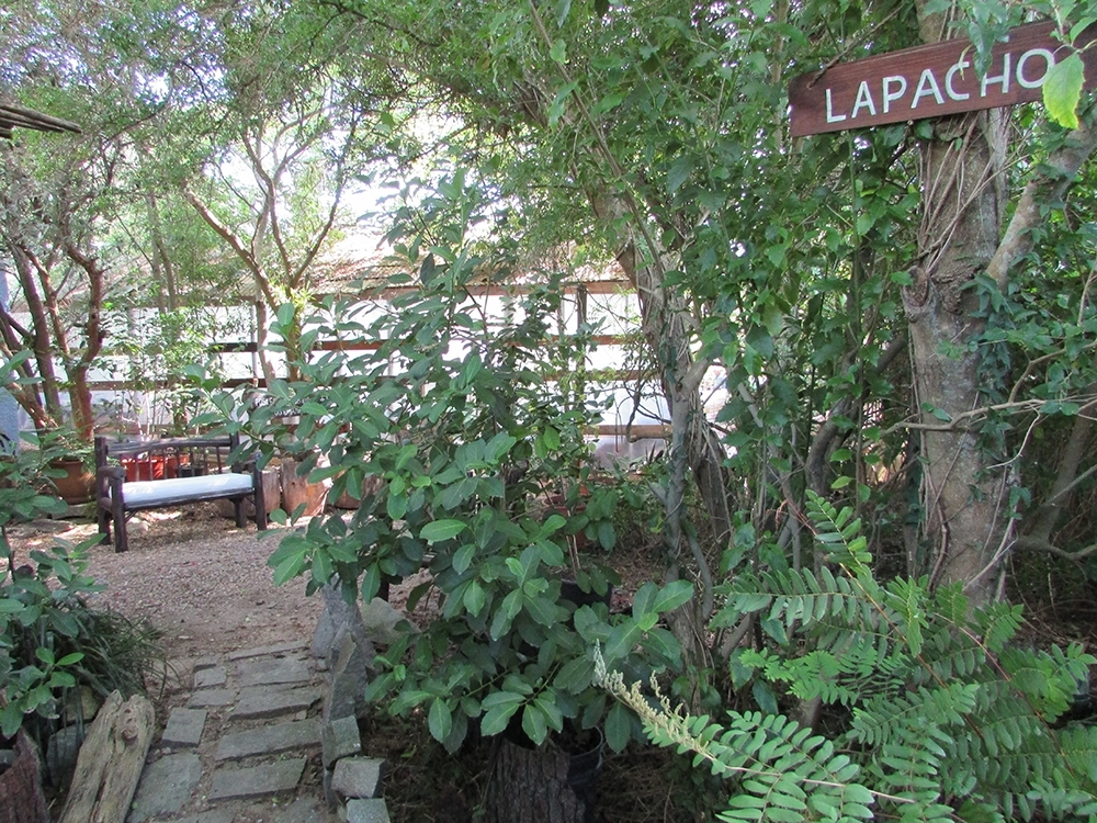  Vivero Ca’aguigua de La Paloma: Pionero en la producción de flora nativa