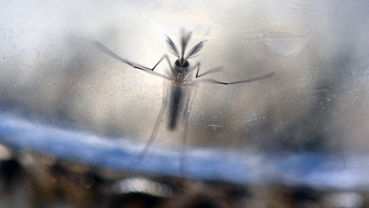  Dengue en UruguayTodo lo que usted quería saber sobre el dengue y cómo enfrentarlo