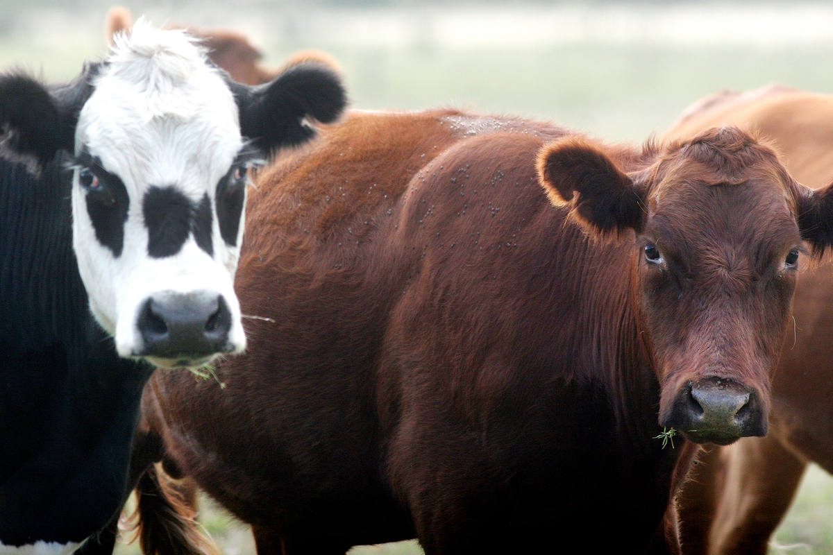  La Mesa Agropecuaria: Se estudia la exportación de ganado en pie a Argentina