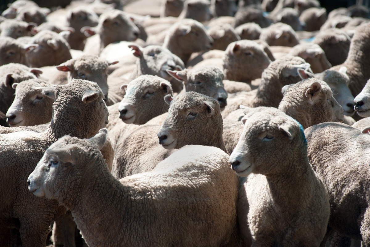  GanaderíaEEUU habilitó entrada de carne ovina con hueso; productores ahora apuntan al mercado europeo