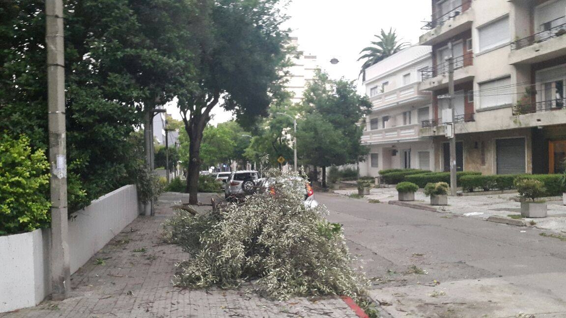  ¿Cuál es la situación de los árboles de Montevideo tras el temporal?