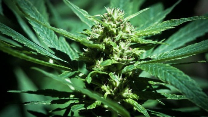  Punta del EsteClubes que ofrecen catas de cannabis a turistas «mercantilizan» la droga e infringen ley, dice ex secretario de la JND