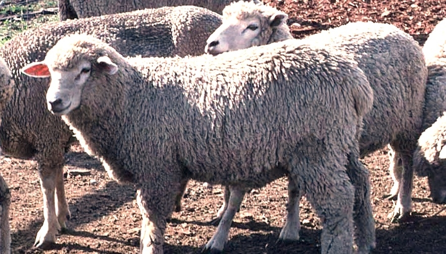  Uruguay volverá a exportar carne ovina con hueso a EEUU