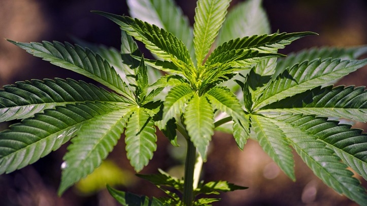  Gobierno lanza campaña para advertir sobre riesgos de consumo de cannabis
