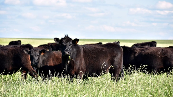  Precios del ganado se mantienen y presionan sobre rentabilidad de industria frigorífica