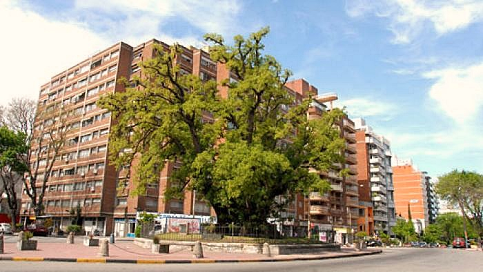  Montevideo Verde: el arbolado público y patrimonial de la ciudad (Paisaje-Ciudad T02P22)