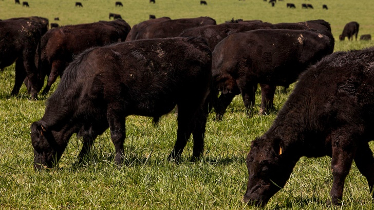  Bonos de carbono: ¿La ganadería como parte de la solución para disminuir la temperatura del planeta? ¿Qué potencialidad tiene Uruguay en este rubro?