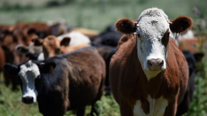  Carne sintética, la propuesta de Bill Gates y el futuro de la ganadería en Uruguay: Debate entre los tertulianos Pablo Carrasco y Juan Grompone