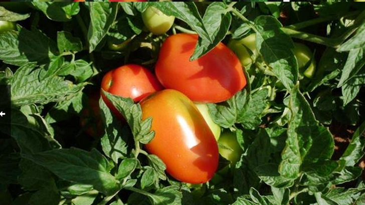  La primera Cata Nacional de Tomates en el Bureau de Paysandú (El Degustador Itinerante)
