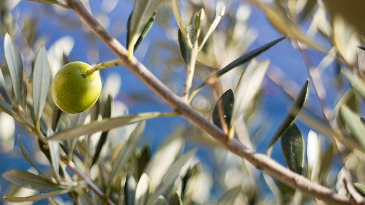  ¿Cómo viene creciendo el sector olivícola y qué futuro tiene?
