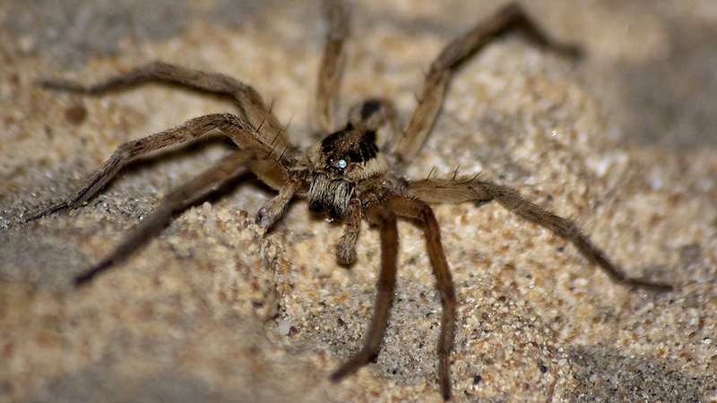  La Mesa de Científicos: ¿Qué papel cumplen las arañas en la naturaleza?