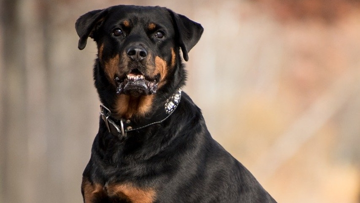  Prohibir razas de perros peligrosos: Desde la Sociedad Veterinaria creen que «no hay soluciones mágicas»