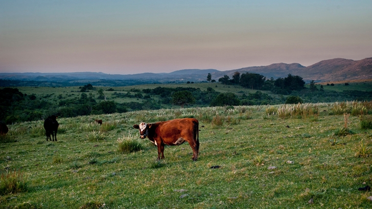  La Mesa Verde: La huella ambiental de la ganadería uruguaya (I)