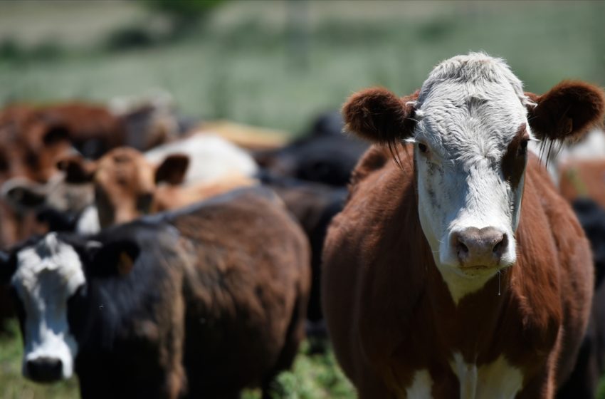  Análisis de Exante: Desempeño reciente y perspectivas para la ganadería uruguaya
