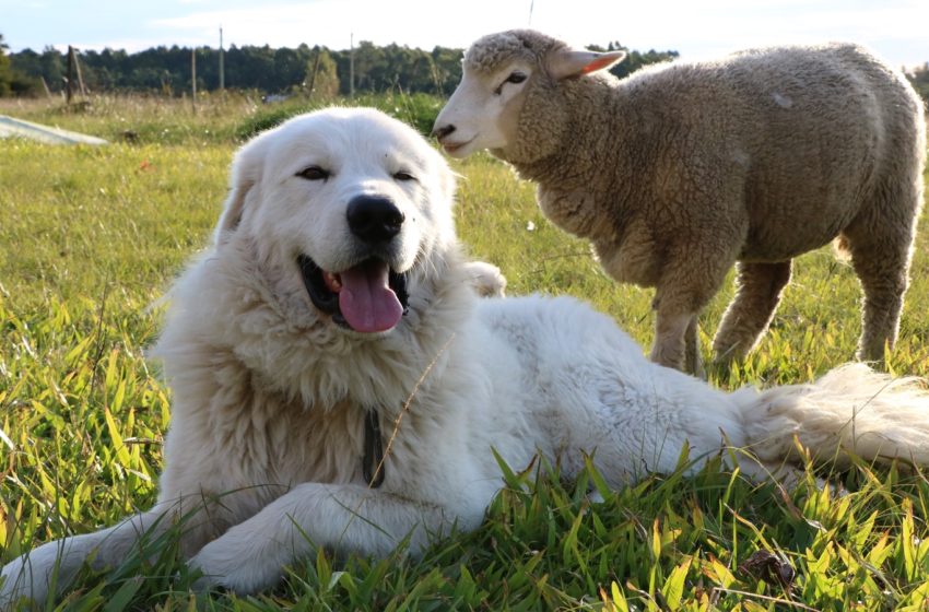  La actividad ovina y los perros pastores con Elizabeth Gómez, dueña de un criadero de perros Maremma: «Nacen para proteger»