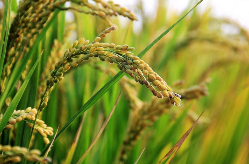  Análisis de Exante: Las perspectivas para el cultivo de arroz en la zafra 2021/2022