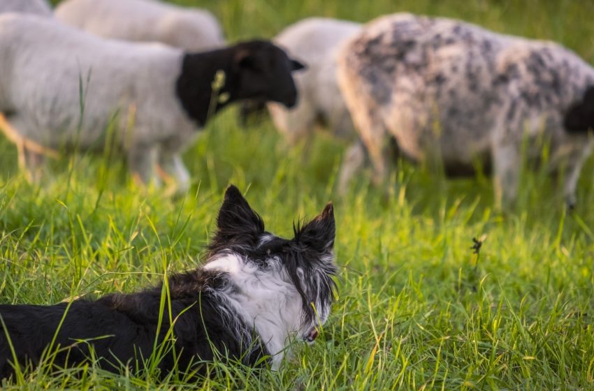  Ataques de jaurías al ganado: Gobierno e intendencias aceleran castración y chipeado de perros, y empiezan a capturar canes sueltos en acuerdo con protectoras de animales