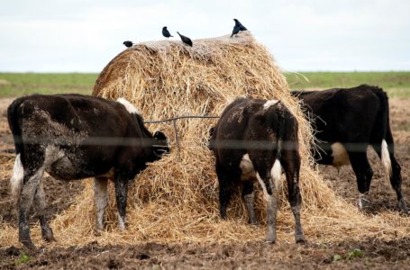 GANADO LECHERO. Campo en Colonia, a pocos kilometros de la Ruta1, 19/09/2013. Foto: Ricardo Antunez
URUGUAY
2013