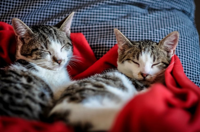  Aumenta la cantidad de gatos como mascotas: ¿Qué cuidados demandan en casa?