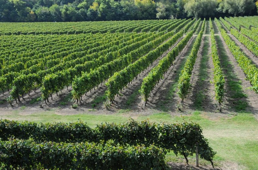  La Mesa Verde. ¿Qué impacto tiene el cambio climático en la producción de vinos y frutas uruguayos?