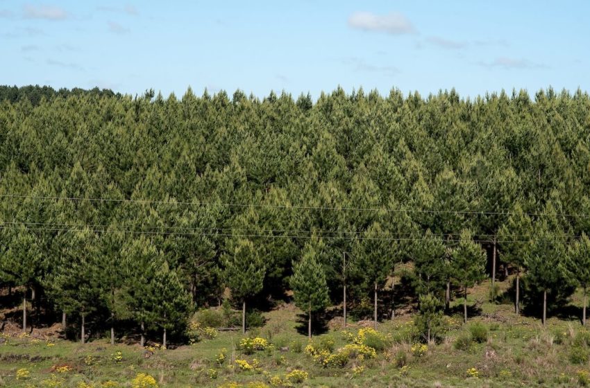  Asamblea general discutirá veto a proyecto de forestación de Cabildo Abierto