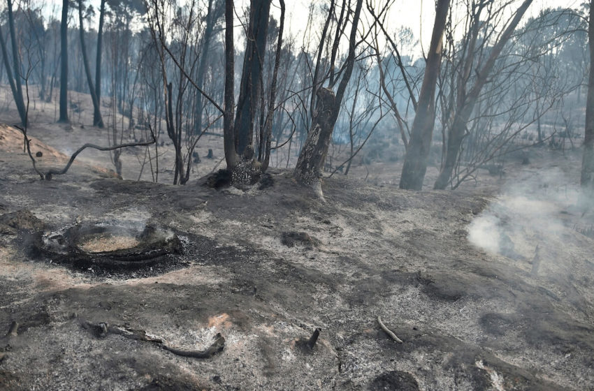  Incendios récord en Paysandú y Río Negro afectan 22.000 hectáreas