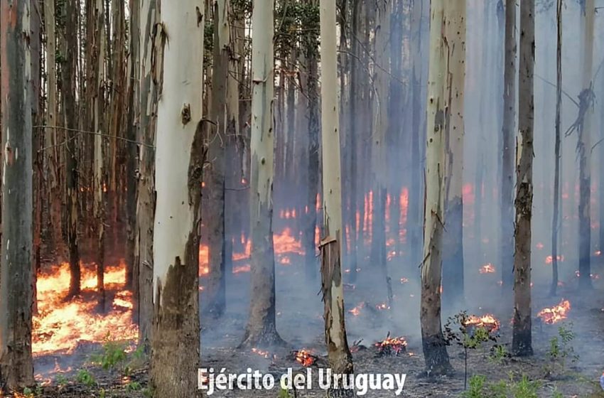  Incendios gravísimo en Paysandú y Río Negro: ¿Qué responde la Sociedad de Productores Forestales a los cuestionamientos que recibió el sector? Entrevista con Nelson Ledesma, presidente de la gremial
