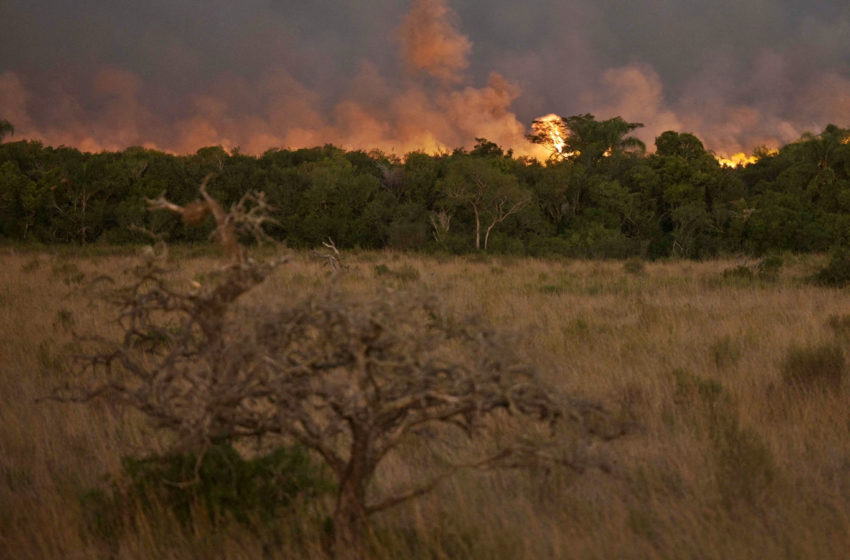  Incendios forestales devoraron el 10% del territorio en Corrientes: «Esto va a tardar muchísimos años en recuperarse»
