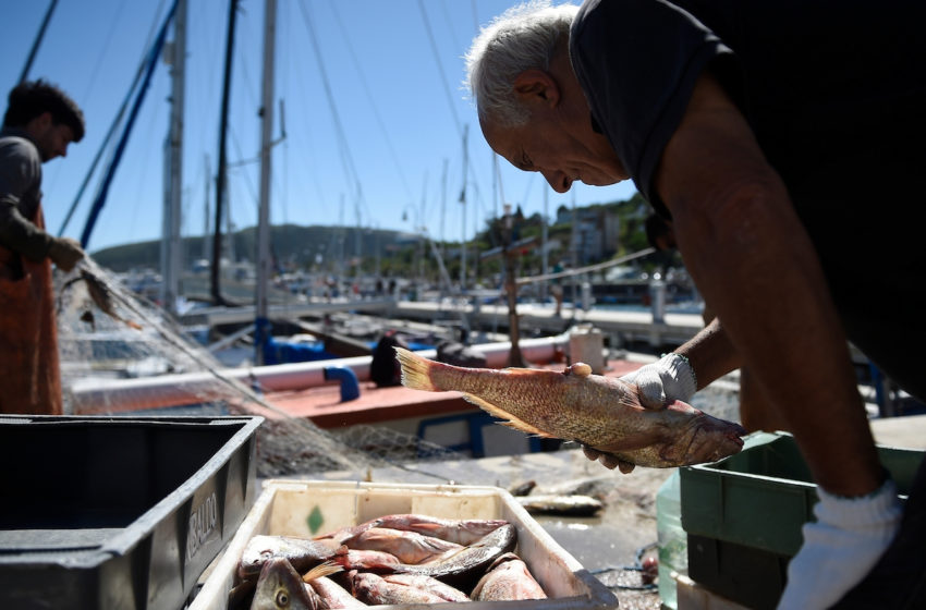  La Sobremesa: La pesca y la cocina con pescado en Uruguay