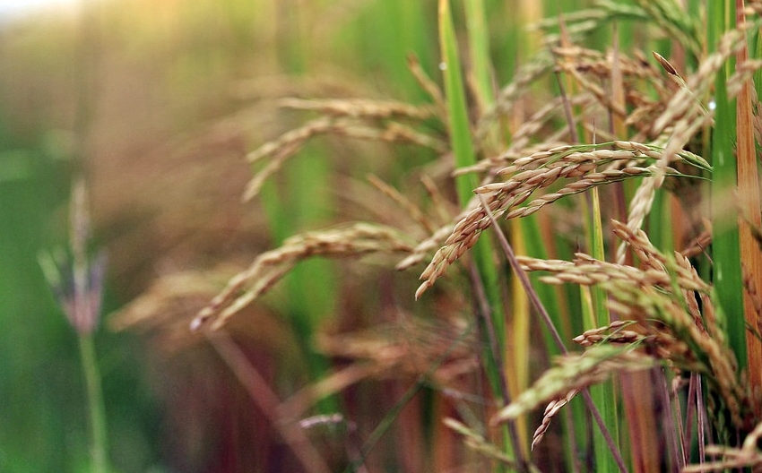  La producción de arroz en una zona que no es típicamente arrocera: El caso de una empresa familiar en Rivera