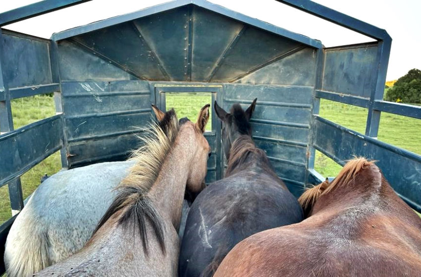  Conexión Interior: Santuarios Primitivo, una ONG dedicada a rescatar caballos destinados al frigorífico