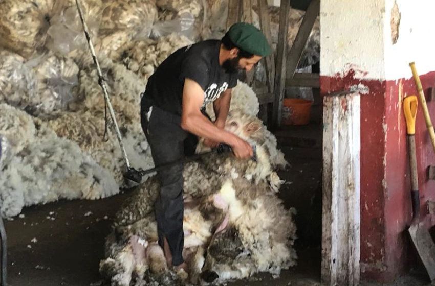  ¿Qué se puede hacer para darle mayor valor a la lana?
