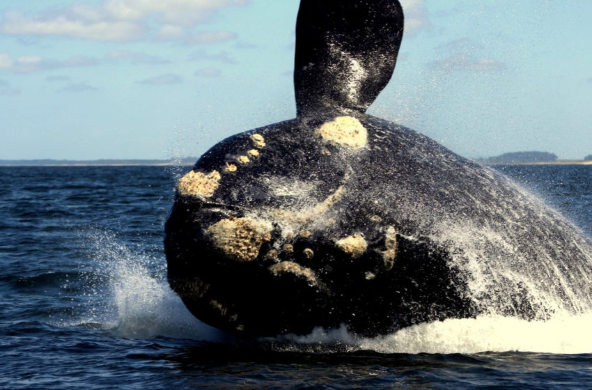  Avistamiento de la ballena franca en la costa atlántica: Plena temporada en este nuevo rubro en la industria turística