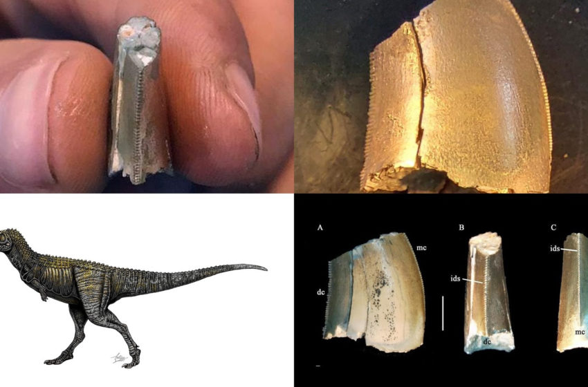  ¿Qué revela el hallazgo de un diente de dinosaurio en Tacuarembó sobre lo que ocurría en Uruguay hace millones de años?