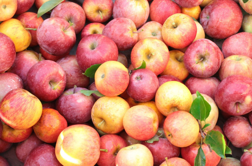  La nueva propuesta de Redalco: naranjas y manzanas para las familias de los niños de menos recursos