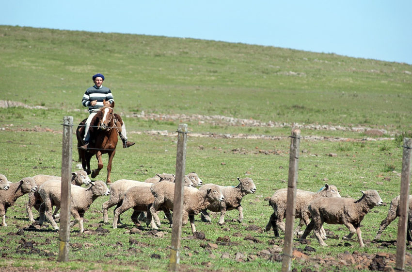  Un panorama del departamento Salto: el principal productor de lana del país y cuna de la primera bodega de vino