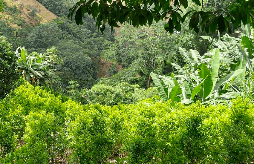  Se debe realizar una «revolución industrial» con los campesinos que plantan hoja de coca para que Colombia «deje de ser un narcoestado», dijo director de Sustitución de Cultivos Ilícitos del gobierno de Petro