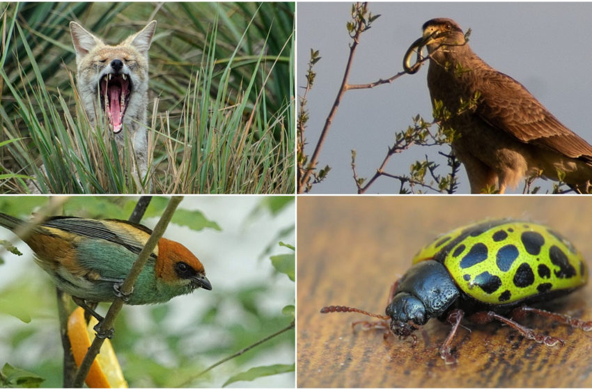  iNaturalist: La aplicación que surge por la falta de datos de flora y fauna uruguaya y que permite tener «un momento Animal Planet» a cualquiera que tenga una cámara de fotos