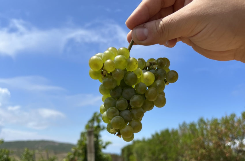  Tim Atkin: “El vino uruguayo tiene más futuro que nunca”