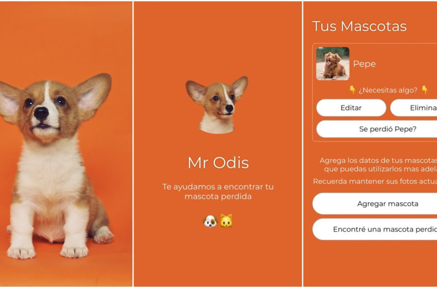  Mascotas perdidas: La aplicación Mr Odis utiliza inteligencia artificial para encontrarlas