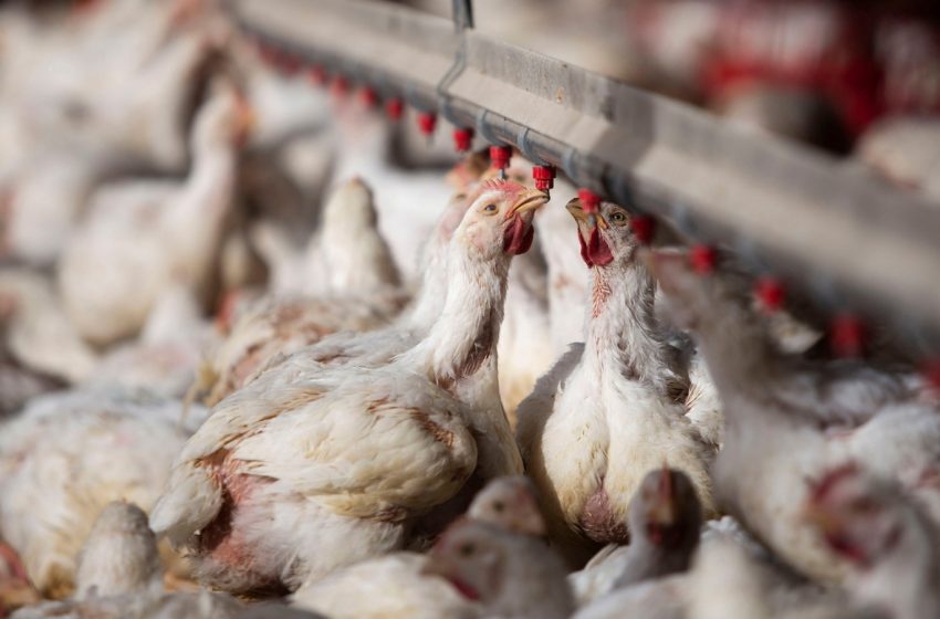  Productores de carne de pollo piden crear un GACH para gripe aviar: «Necesitamos a la comunidad científica para evaluar objetivamente qué se está haciendo en el mundo y saber por qué camino nos conviene ir», dijo Domingo Estévez, pte. de CUPRA
