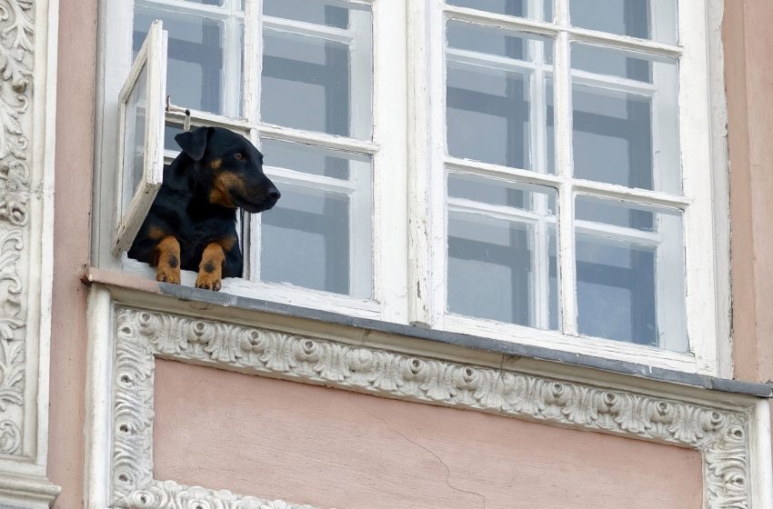  Se vota en Diputados proyecto que impide que se prohíba la tenencia de mascotas en edificios: «Esto nada afecta a las normas de convivencia que pueda haber», explicó el colorado Juan Moreno