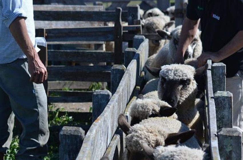  ¿Cómo es el Maldonado rural? Lo recorremos con Javier Barrios, ingeniero agrónomo y productor