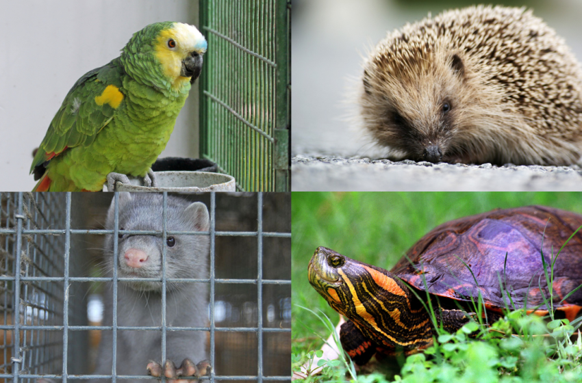  La Mesa Verde sobre tráfico ilegal de animales: ¿Por qué está en aumento esta actividad? ¿Cuáles son las especies más traficadas? ¿Qué impactos puede tener para los ecosistemas?