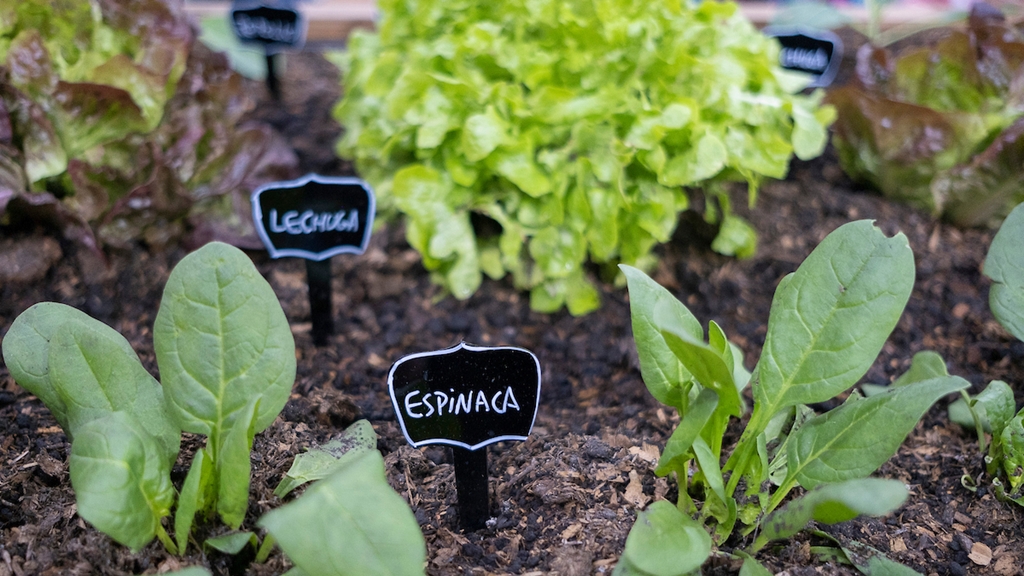 Huerta. Foto: Pablo Vignali / adhocFOTOS.