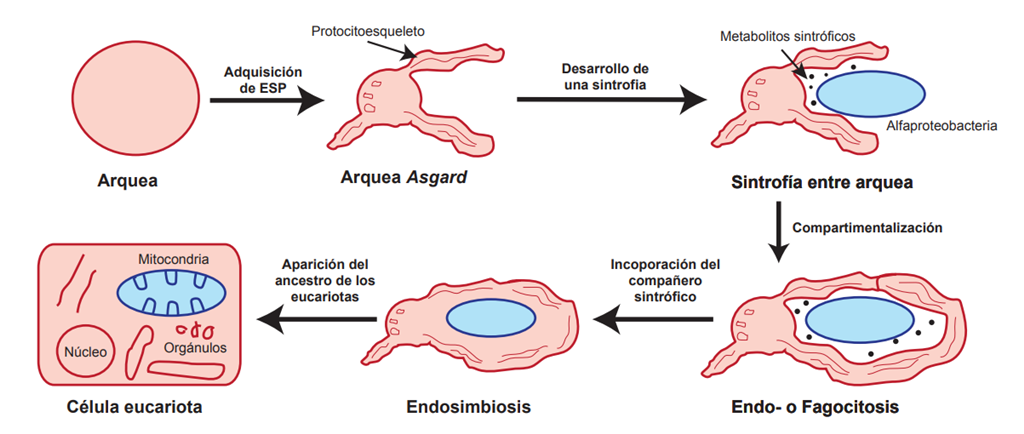 Arqueas Asgard. Foto: CURE