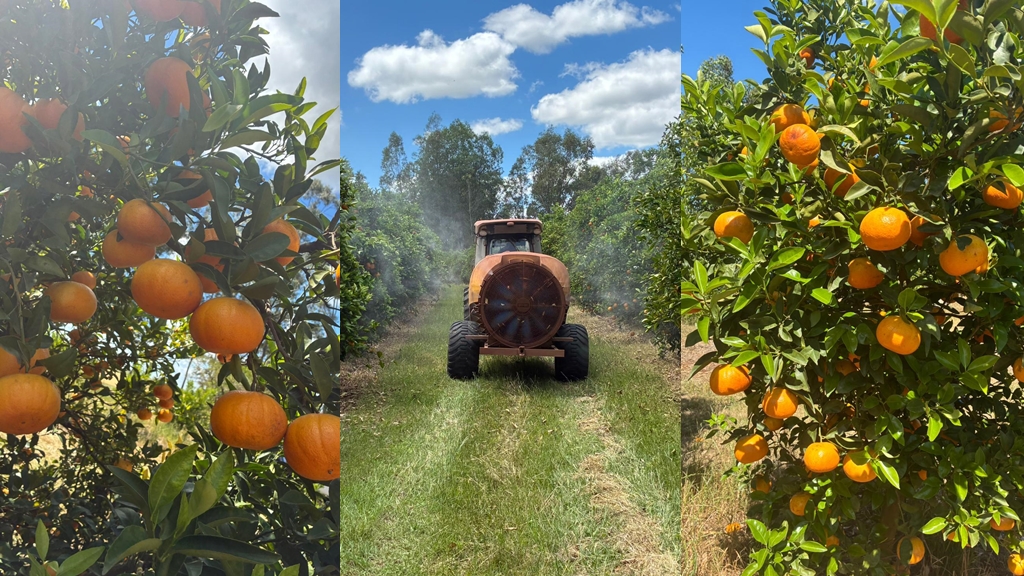 Foto: Gentileza de Azucitrus