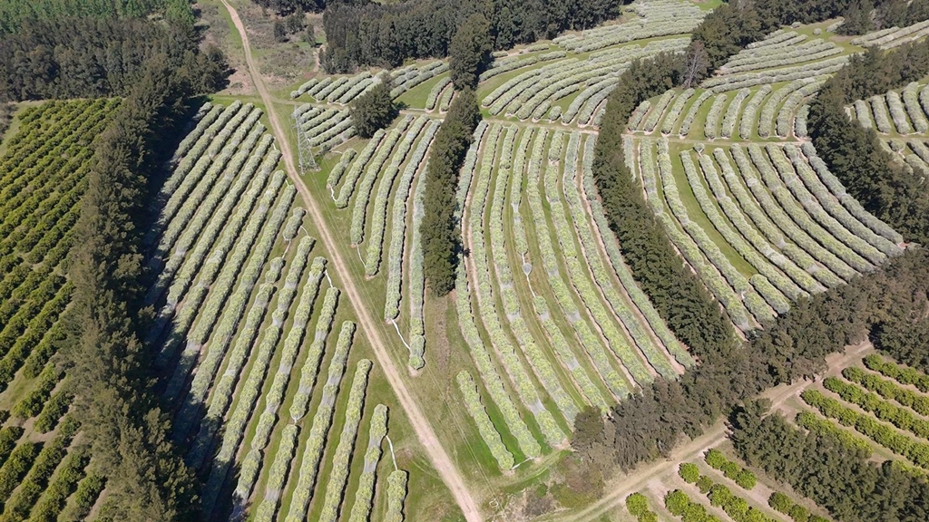 Foto: Gentileza de Azucitrus