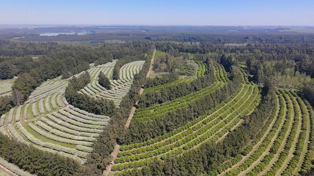 Foto: Gentileza de Azucitrus