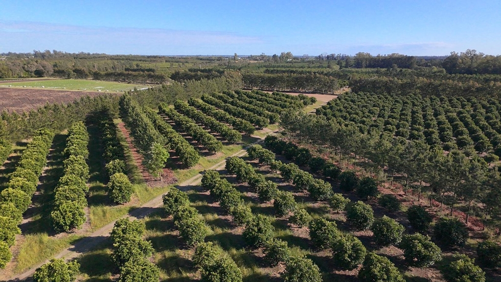 Foto: Gentileza de Azucitrus